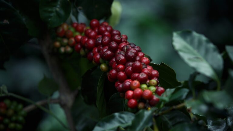 Organic Coffee vs. Conventional Coffee: What’s the Difference?