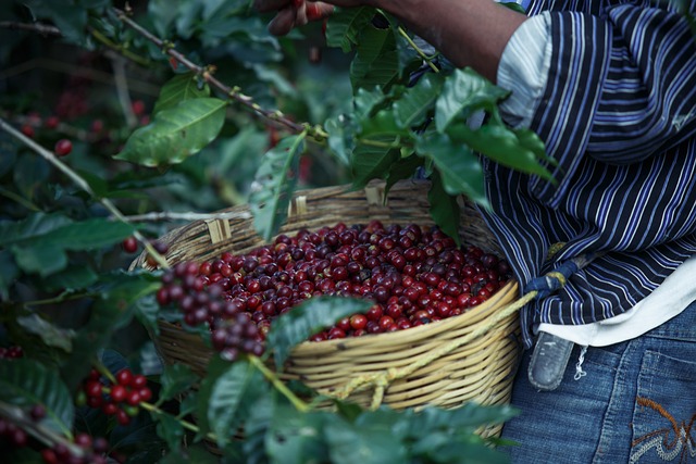 The 5 Most Incredible Coffee Destinations for Enthusiasts